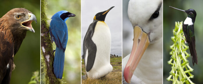Evolution of birds