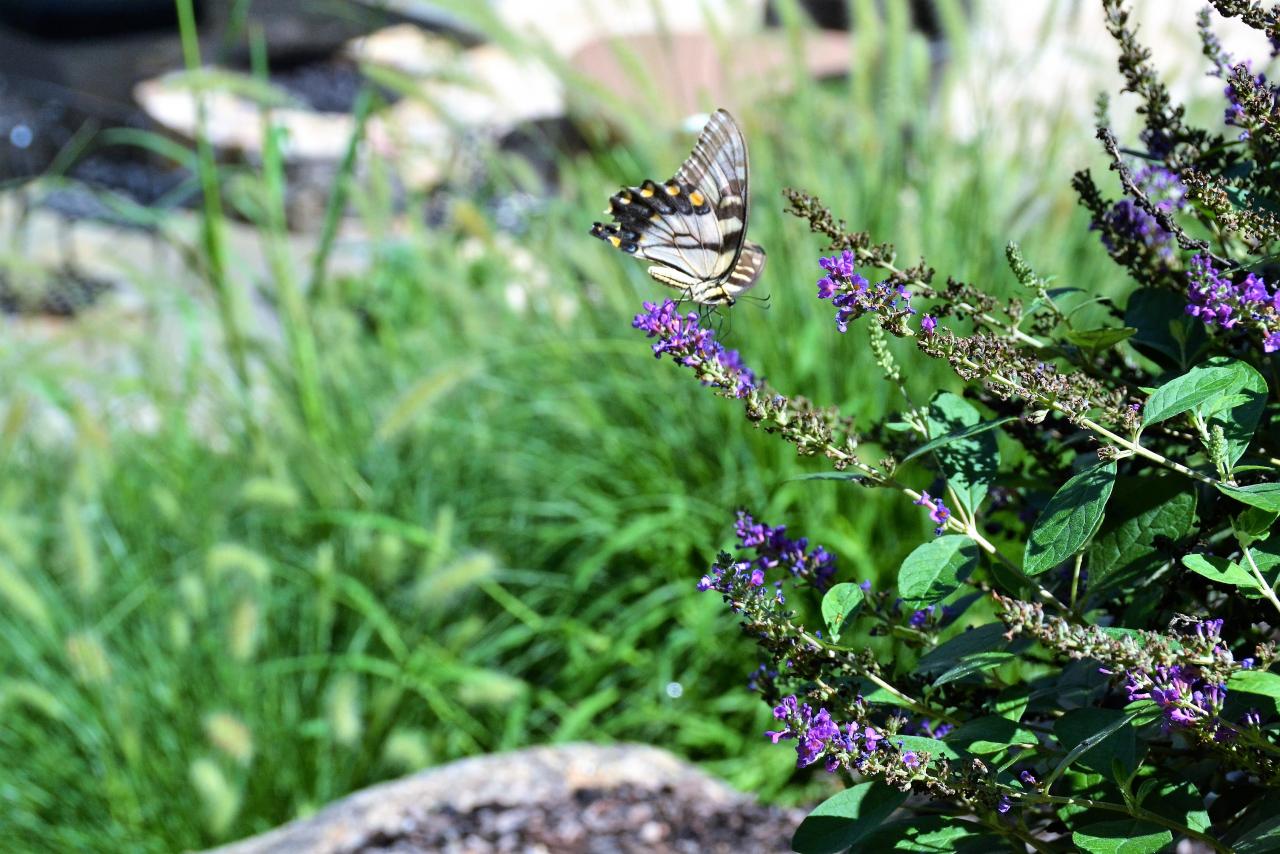  Complete Guide to Butterfly Gardening