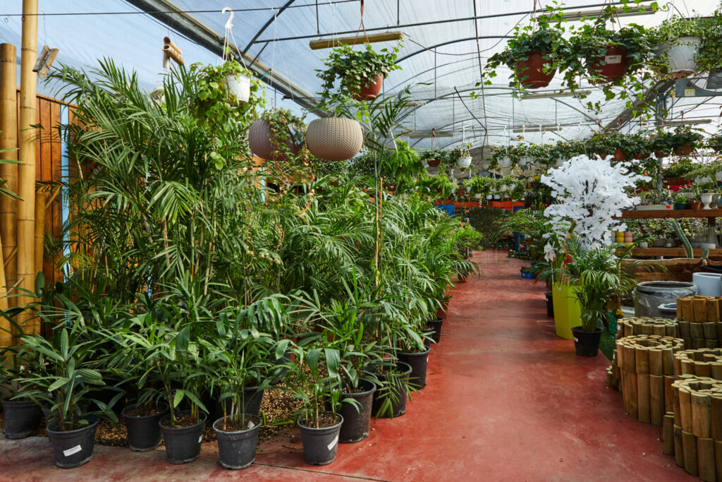Winter care for plants